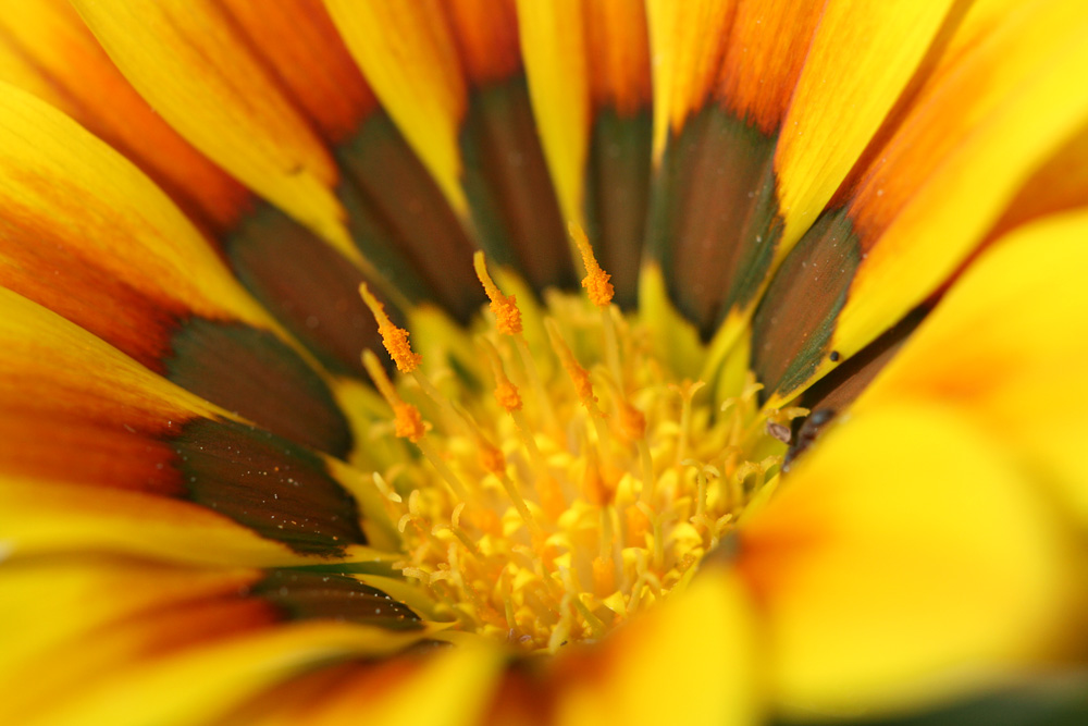 Photographie par jayjay007 pour DesignCrowd (Community Contests) | Design #9016055