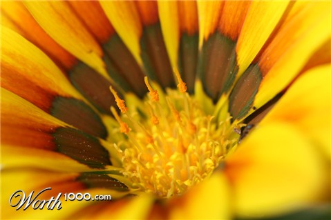 Photography by jayjay007