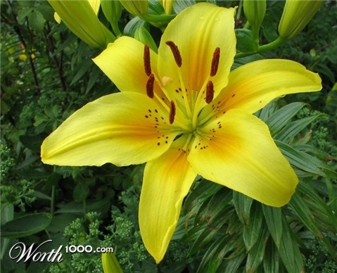 Photography by jayita