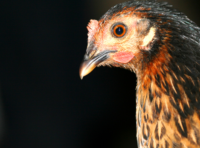 Photography by Halkatla for DesignCrowd (Community Contests) | Design #9022337