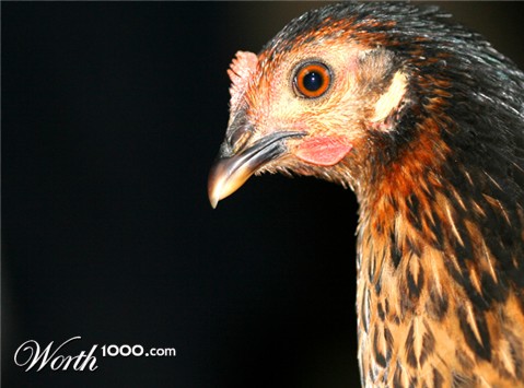 Photography by Halkatla