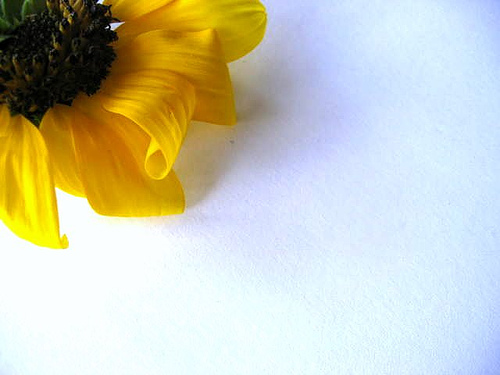 Photography by MissMea for DesignCrowd (Community Contests) | Design #9022380