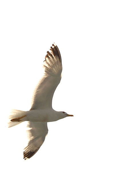 Photographie par SnezaL pour DesignCrowd (Community Contests) | Design #9022358