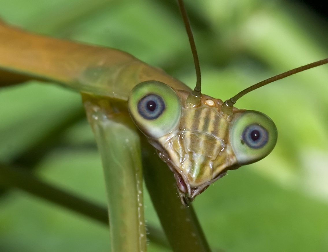 Photoshop-Design von voodoojane für DesignCrowd (Community Contests) | Design #9016839