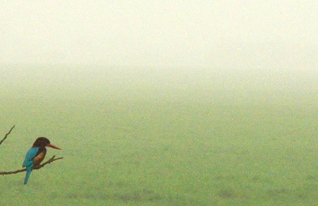 Photography by GreyElf for DesignCrowd (Community Contests) | Design #9022447