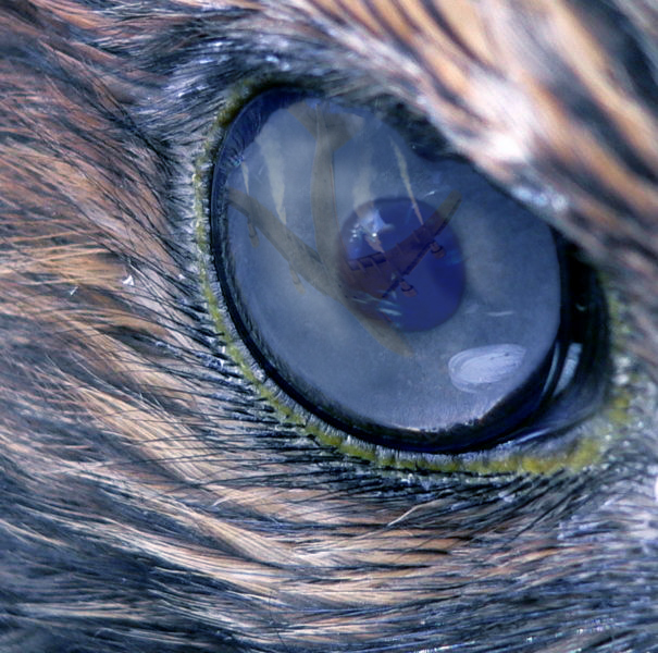 Photoshop Design by JeffH01 for DesignCrowd (Community Contests) | Design #9016871