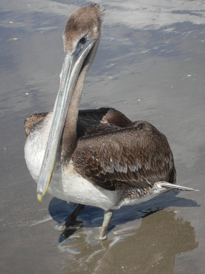 Photography by kcfemme for DesignCrowd (Community Contests) | Design #9023855