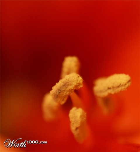 Photography by gingerbiscuit