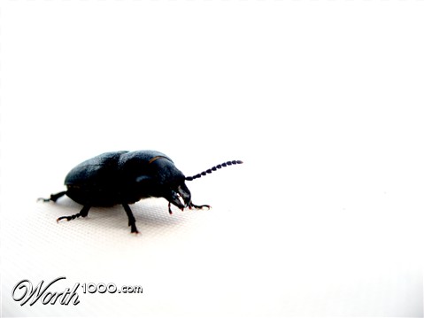 Photography by Hibbehop