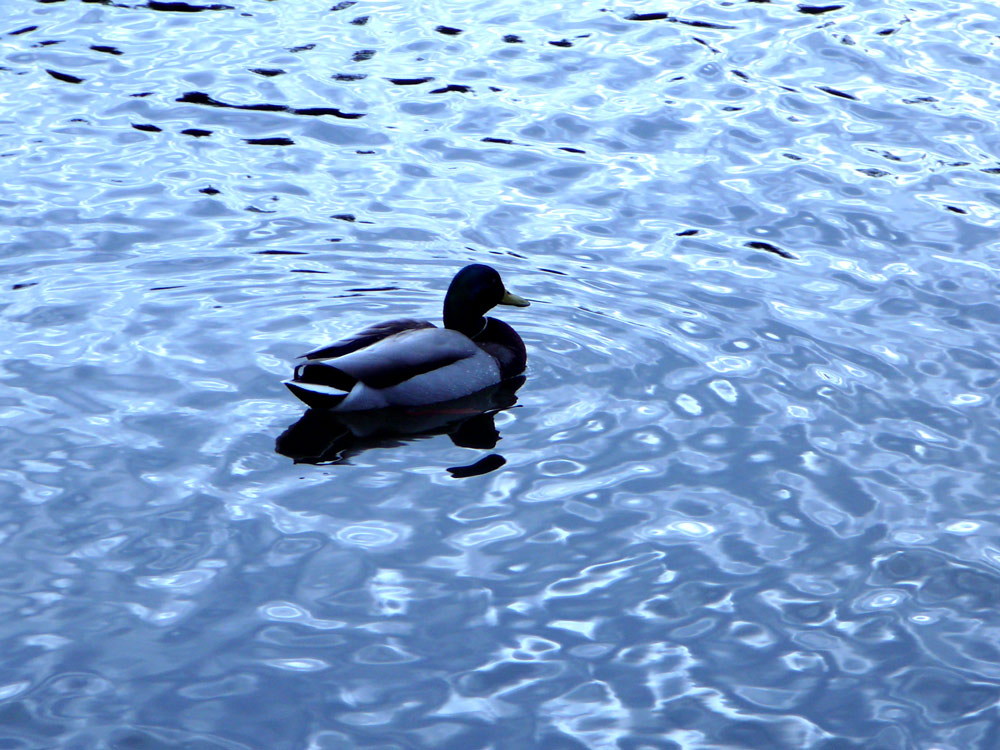 Photography by SteelMonkey for DesignCrowd (Community Contests) | Design #9023908