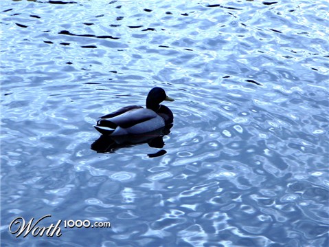 Photography by SteelMonkey