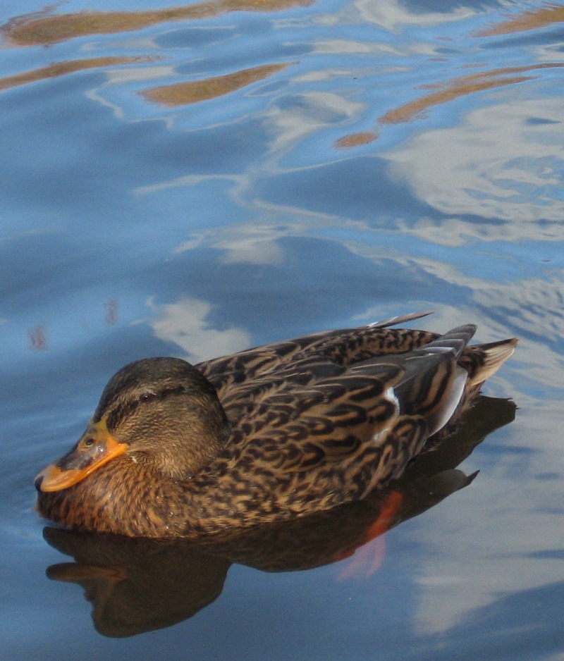 Fotografie von allboutme für DesignCrowd (Community Contests) | Design #9023914