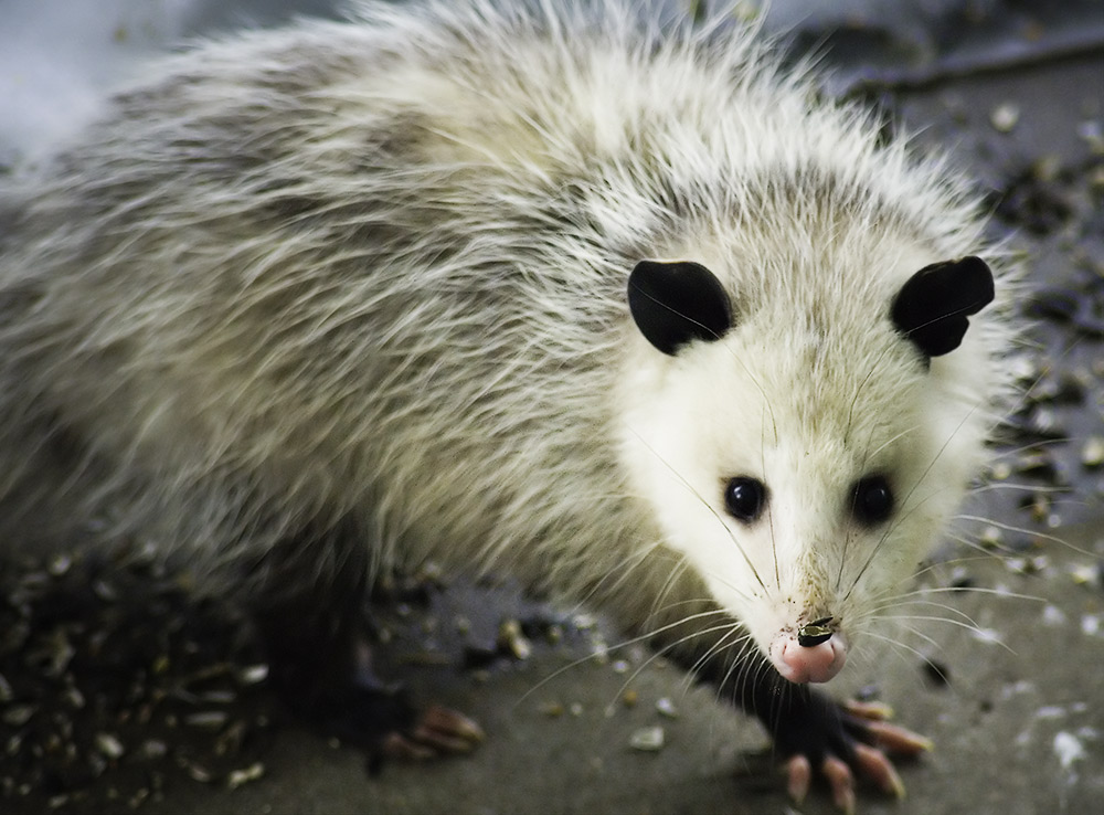 Photography by Keelonzo for DesignCrowd (Community Contests) | Design #9023934