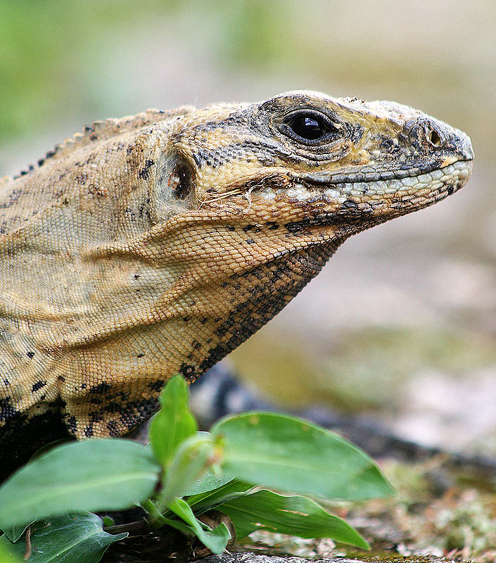 Fotografía por Argonaut1973 para DesignCrowd (Community Contests) | Diseño #9023910