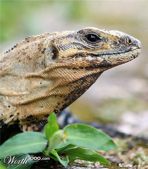 Photography by Argonaut1973