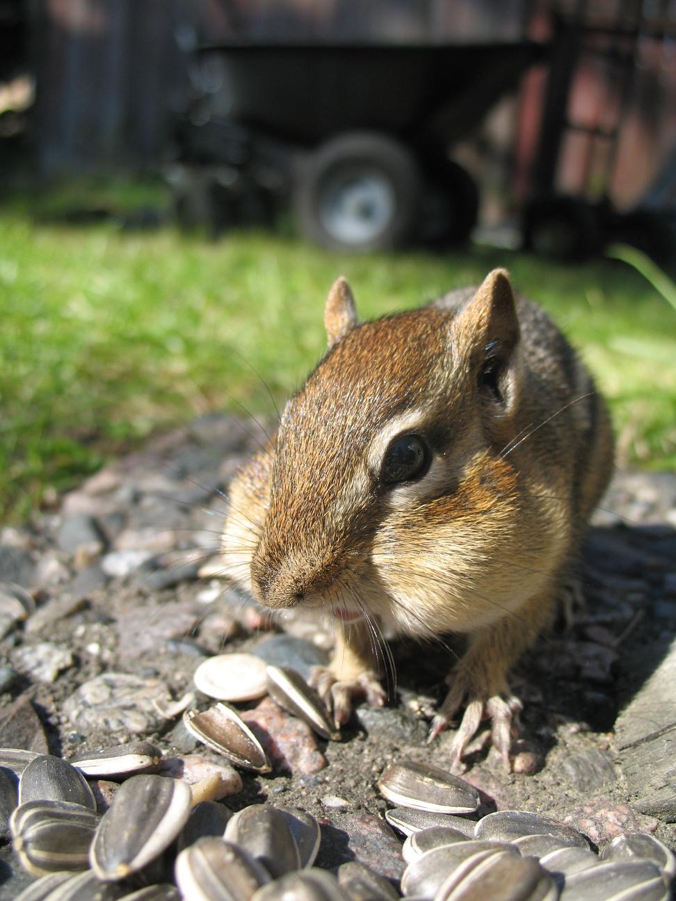 Photography by AvedaRose for DesignCrowd (Community Contests) | Design #9023973