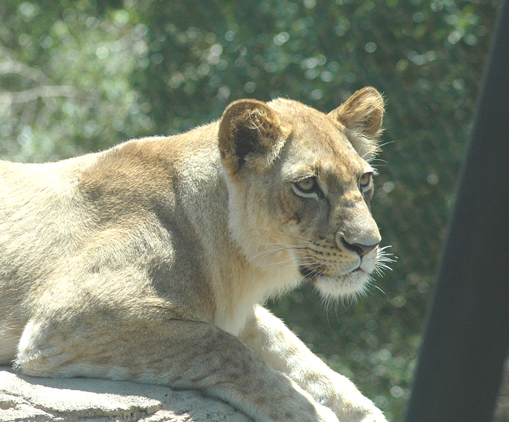 Photography by Larvice for DesignCrowd (Community Contests) | Design #9024073