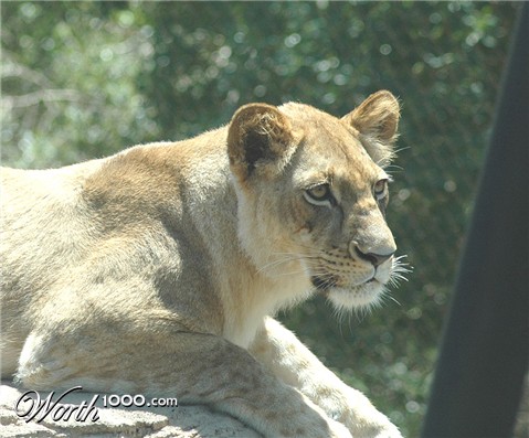 Photography by Larvice