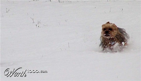 Photography by luccir