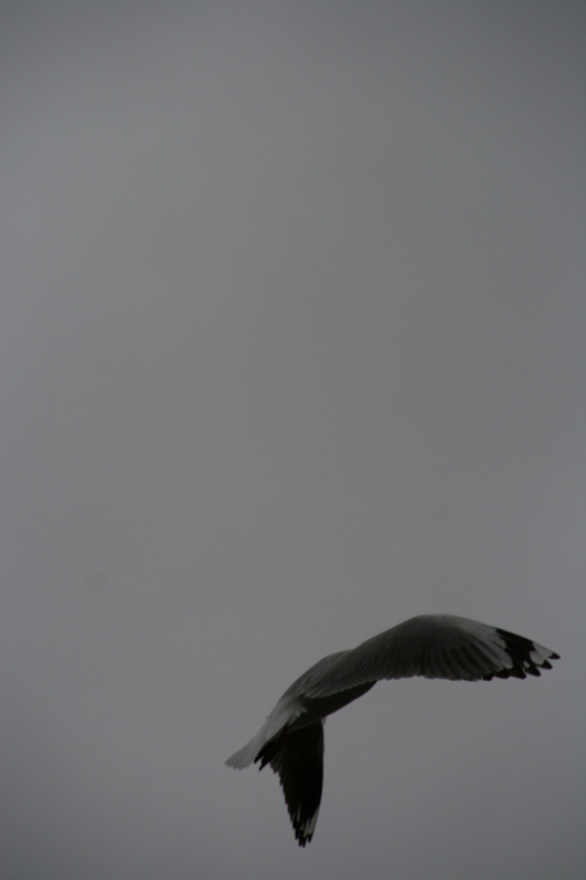 Photography by jessibot for DesignCrowd (Community Contests) | Design #9022574