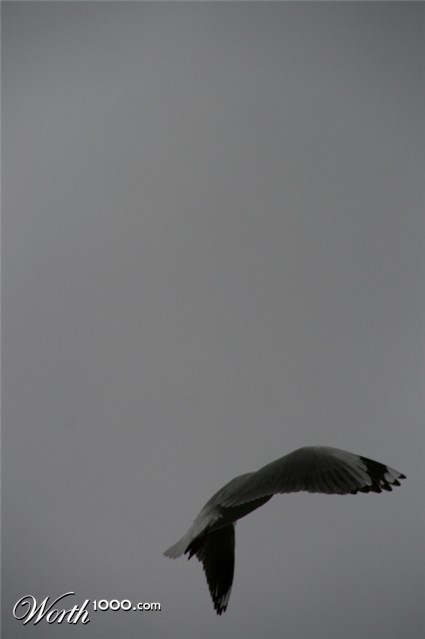 Photography by jessibot