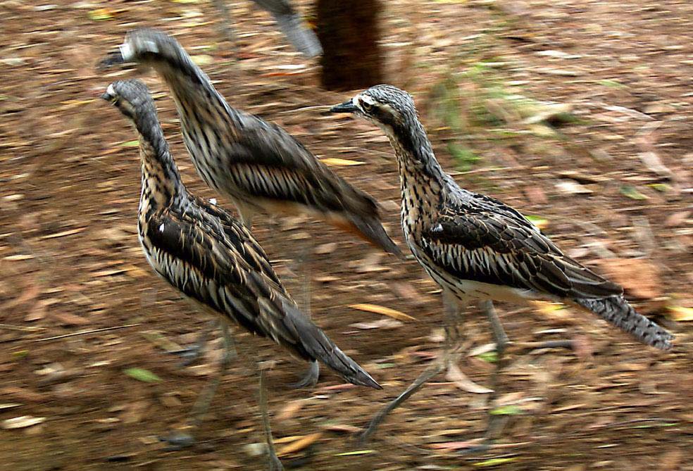 Photography by Isabella2006 for DesignCrowd (Community Contests) | Design #9024032