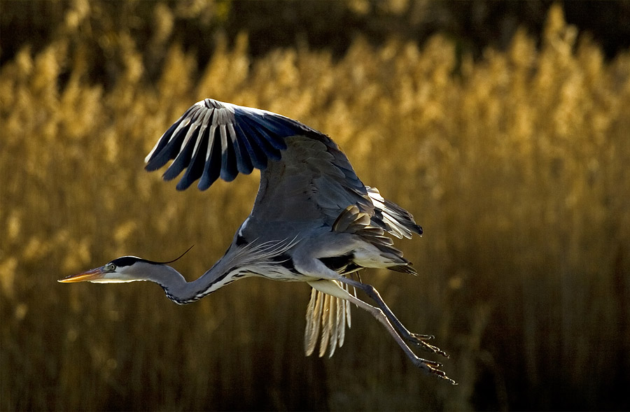 Photographie par golencio pour DesignCrowd (Community Contests) | Design #9024039