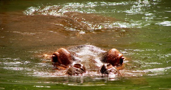 Photography by scotty2hotty for DesignCrowd (Community Contests) | Design #9023958