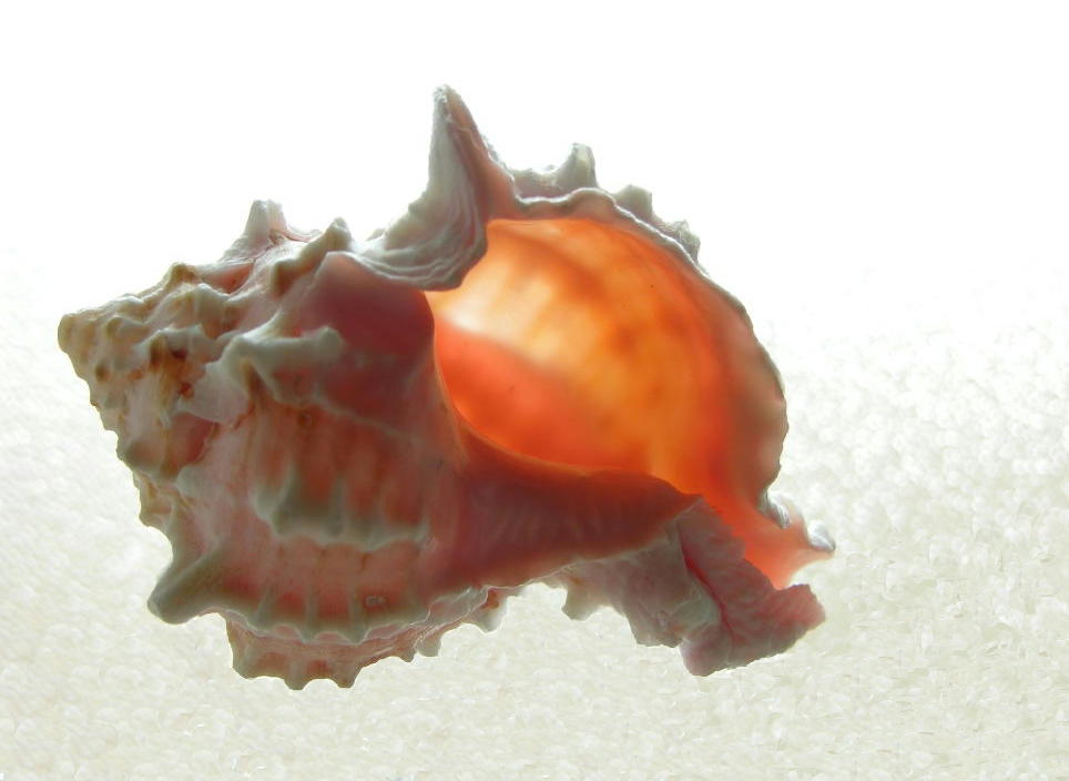 Photographie par cliknsnap pour DesignCrowd (Community Contests) | Design #9022605