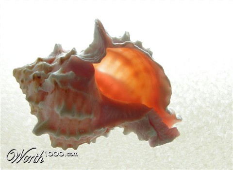 Photography by cliknsnap