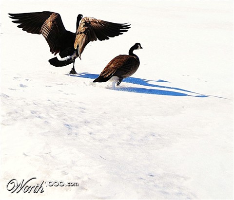 Photography by mandiferd