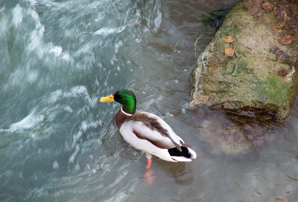 Photography by scarpino36109 for DesignCrowd (Community Contests) | Design #9024116