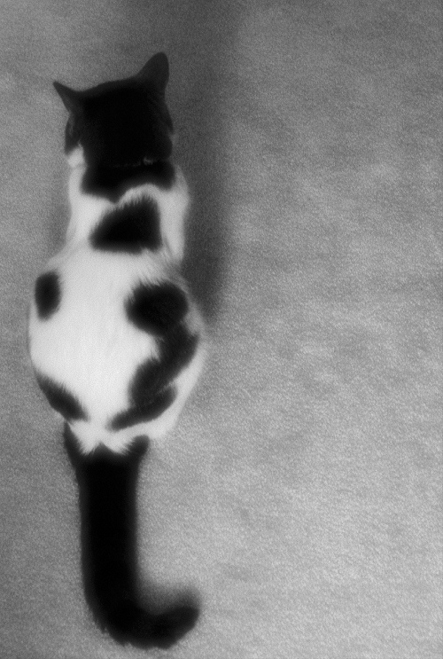 Photography by InherentHorizon for DesignCrowd (Community Contests) | Design #9022568