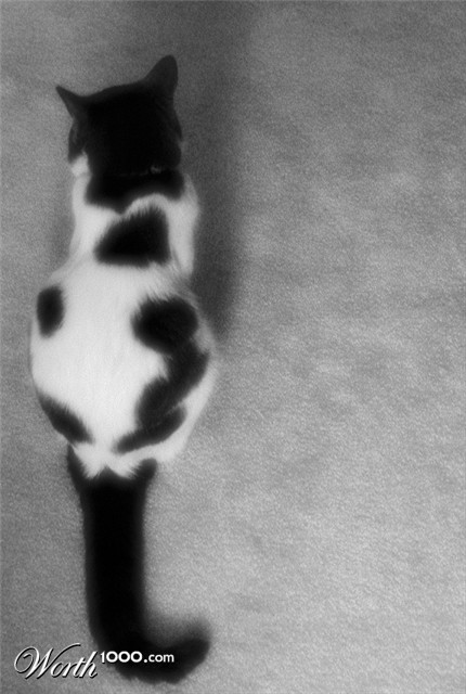 Photography by InherentHorizon