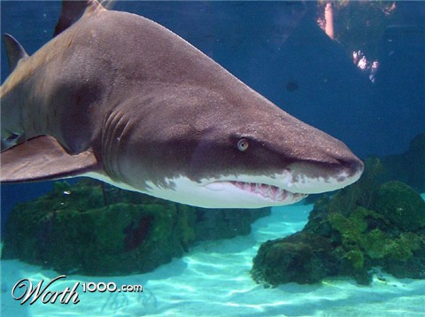 Photography by kwannon