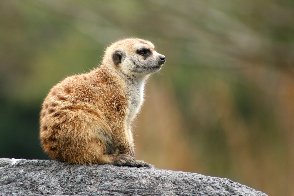 Photography by lilhorseebabee for DesignCrowd (Community Contests) | Design #9019332