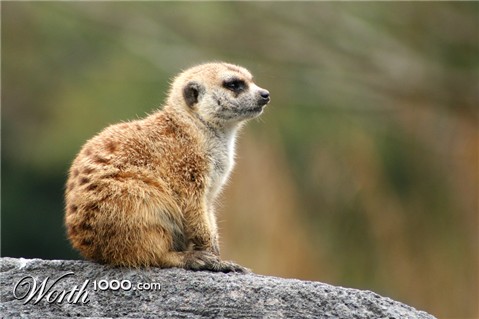 Photography by lilhorseebabee