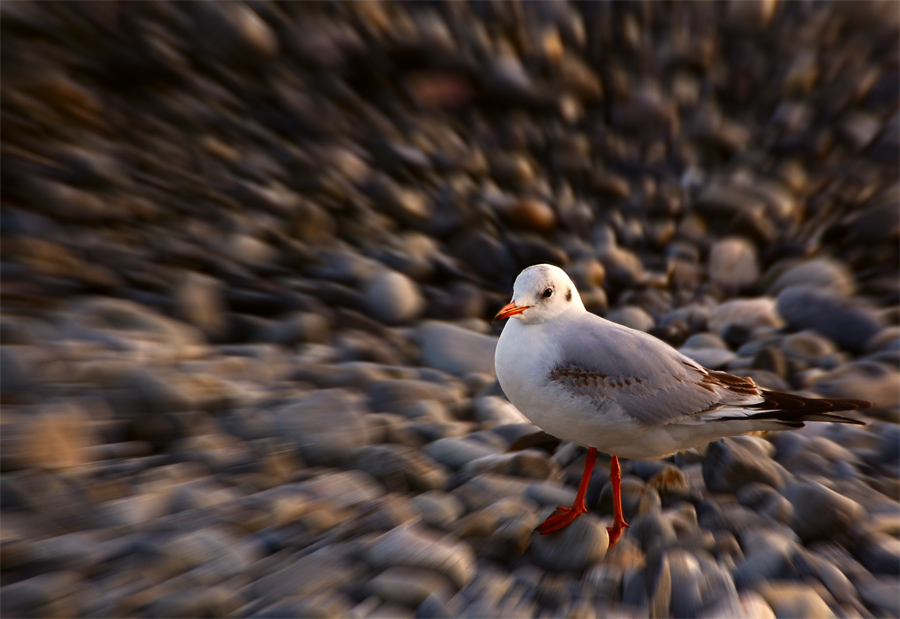 Photography by Samogitan for DesignCrowd (Community Contests) | Design #9020958