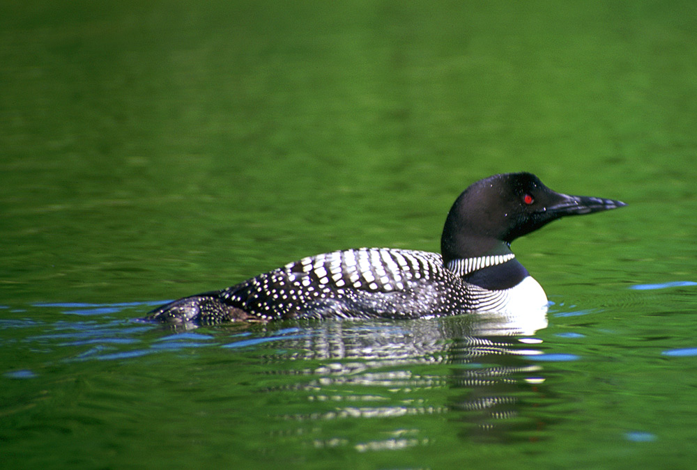 Fotografía por northman para DesignCrowd (Community Contests) | Diseño #9019383