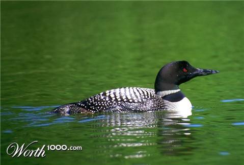 Photography by northman