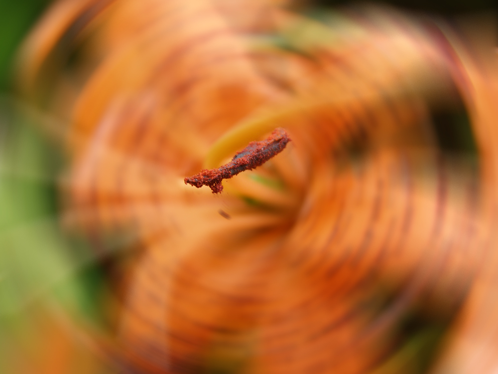 Photography by clownfeatures for DesignCrowd (Community Contests) | Design #9020964