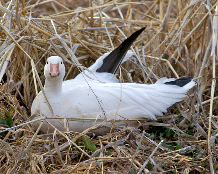 Fotografía por drdonallen para DesignCrowd (Community Contests) | Diseño #9019376