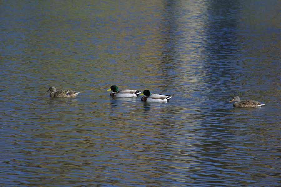 Photography by mhcork for DesignCrowd (Community Contests) | Design #9016598