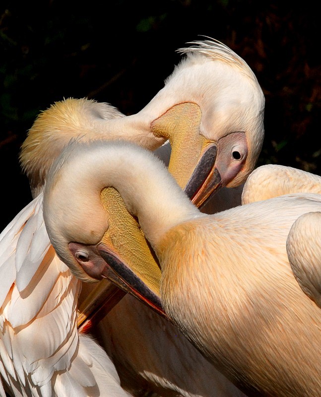 Fotografía por montagna para DesignCrowd (Community Contests) | Diseño #9019467