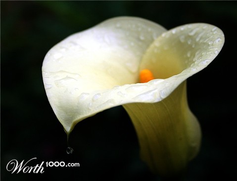 Photography by plushka