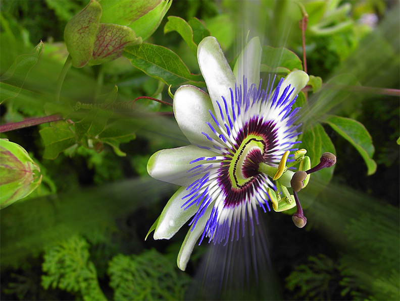 Fotografía por Karrie para DesignCrowd (Community Contests) | Diseño #9020988