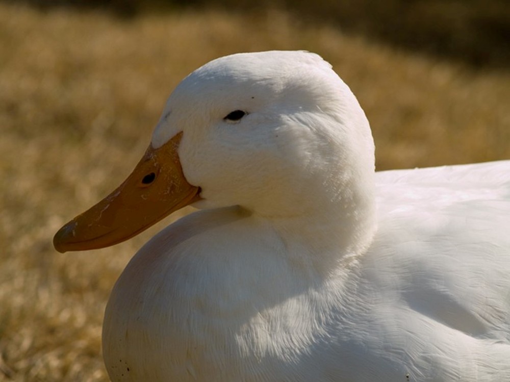 Fotografía por RickF413 para DesignCrowd (Community Contests) | Diseño #9019403