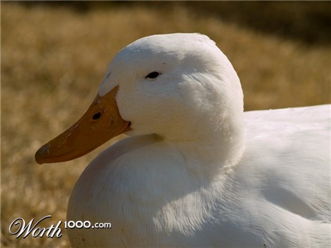 Photography by RickF413