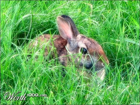 Photography by moonflower