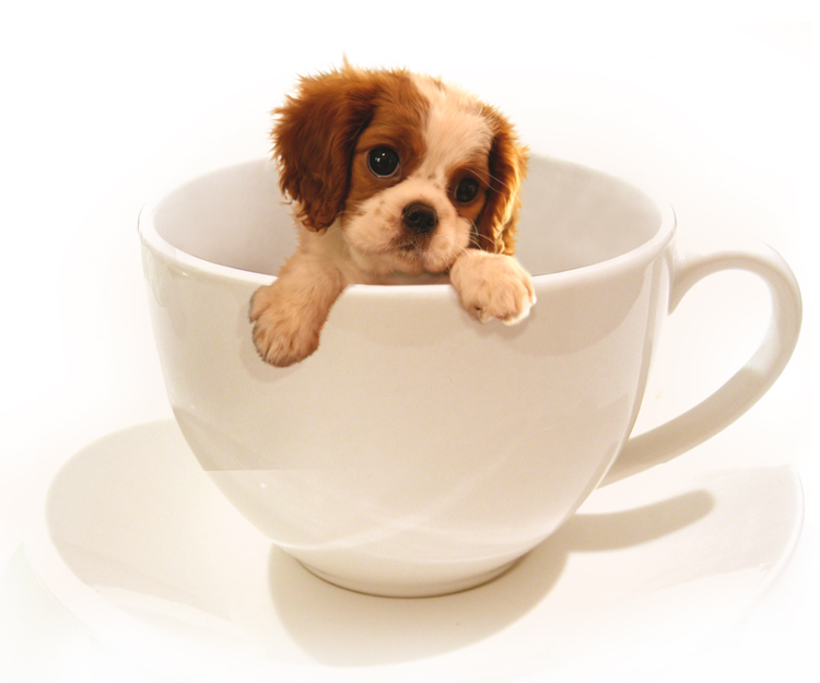 Diseño de Photoshop por rblack para DesignCrowd (Community Contests) | Diseño #9015190